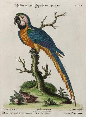 Bild Nr.1: 133-2408 Papagei.: (Varia, Zoologie, Vögel)