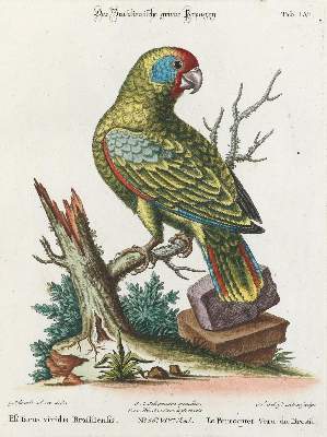 Bild Nr.1: 133-2409 Papagei.: (Varia, Zoologie, Vögel)