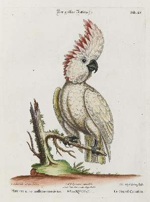 Bild Nr.1: 133-2411 Papagei.: (Varia, Zoologie, Vögel)