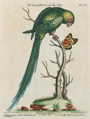 Bild Nr.1: 133-2416 Papagei.: (Varia, Zoologie, Vögel)
