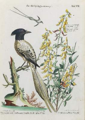 Bild Nr.1: 133-2422 Paradiesvogel.: (Varia, Zoologie, Vögel)