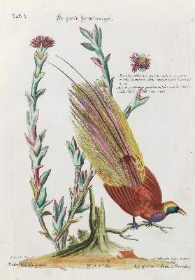Bild Nr.1: 133-2424 Paradiesvogel.: (Varia, Zoologie, Vögel)