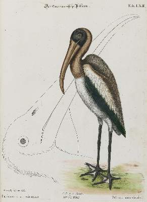 Bild Nr.1: 133-2426 Pelikan.: (Varia, Zoologie, Vögel)