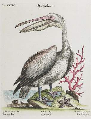 Bild Nr.1: 133-2428 Pelikan.: (Varia, Zoologie, Vögel)