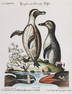 Bild Nr.1: 133-2431 Pinguin.: (Varia, Zoologie, Vögel)