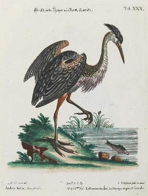 Bild Nr.1: 133-2434 Reiher.: (Varia, Zoologie, Vögel)