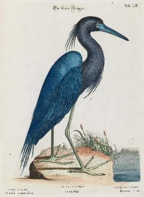 Bild Nr.1: 133-2435 Reiher.: (Varia, Zoologie, Vögel)
