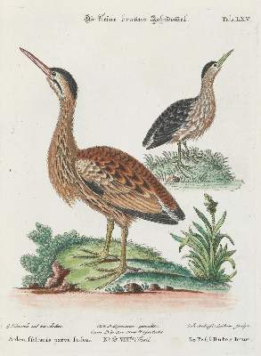 Bild Nr.1: 133-2440 Reiher.: (Varia, Zoologie, Vögel)