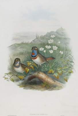 Bild Nr.1: 133-2445 Rotsterniges BLaukehlchen: (Varia, Zoologie, Vögel)