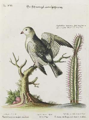 Bild Nr.1: 133-2447 Schneevogel.: (Varia, Zoologie, Vögel)