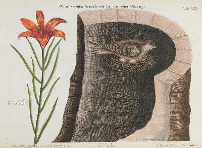 Bild Nr.1: 133-2452 Schwalbe.: (Varia, Zoologie, Vögel)
