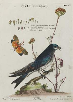 Bild Nr.1: 133-2453 Schwalbe.: (Varia, Zoologie, Vögel)