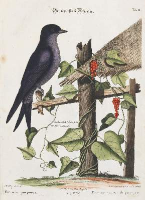 Bild Nr.1: 133-2454 Schwalbe.: (Varia, Zoologie, Vögel)
