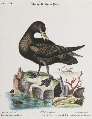 Bild Nr.1: 133-2457 Seevogel.: (Varia, Zoologie, Vögel)