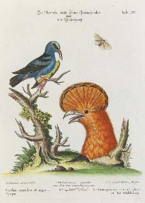 Bild Nr.1: 133-2462 Specht.: (Varia, Zoologie, Vögel)