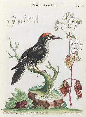 Bild Nr.1: 133-2463 Specht.: (Varia, Zoologie, Vögel)