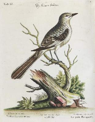 Bild Nr.1: 133-2467 Spötter.: (Varia, Zoologie, Vögel)