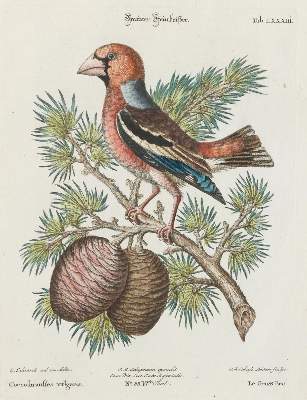 Bild Nr.1: 133-2470 Steinbeißer.: (Varia, Zoologie, Vögel)