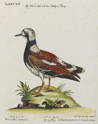 Bild Nr.1: 133-2471 Steindreher.: (Varia, Zoologie, Vögel)