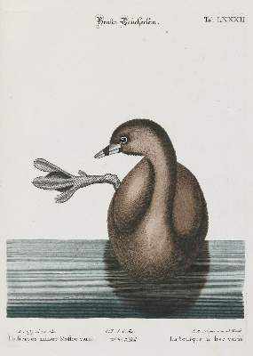 Bild Nr.1: 133-2475 Taucher.: (Varia, Zoologie, Vögel)