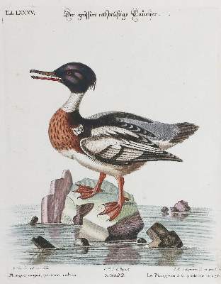 Bild Nr.1: 133-2476 Taucher.: (Varia, Zoologie, Vögel)