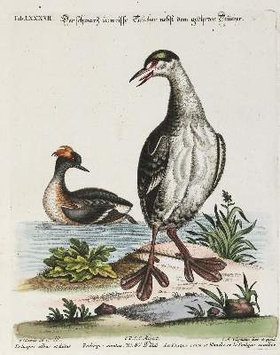 Bild Nr.1: 133-2478 Taucher.: (Varia, Zoologie, Vögel)