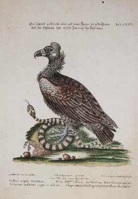 Bild Nr.1: 133-2486 Geier.: (Varia, Zoologie, Vogel)