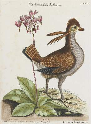 Bild Nr.1: 133-2487 Huhn.: (Varia, Zoologie, Vogel)