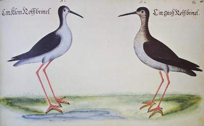 Bild Nr.3: 133-547 Baldner,L.: (Faksimile)
