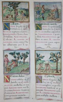 Bild Nr.1: 133-581 Tacuinum sanitatis.: (Faksimile)
