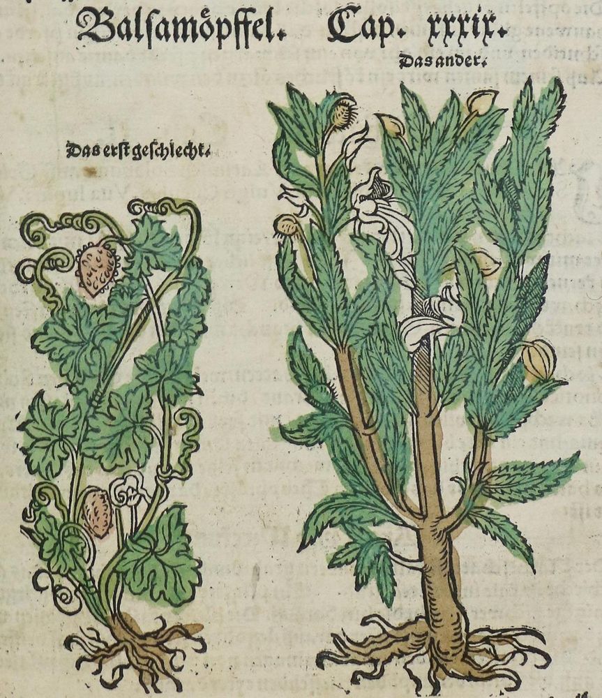 Große Abbildung Nr.2: 134-1382 Loncier,A.: (Botanik, Kräuterbücher)