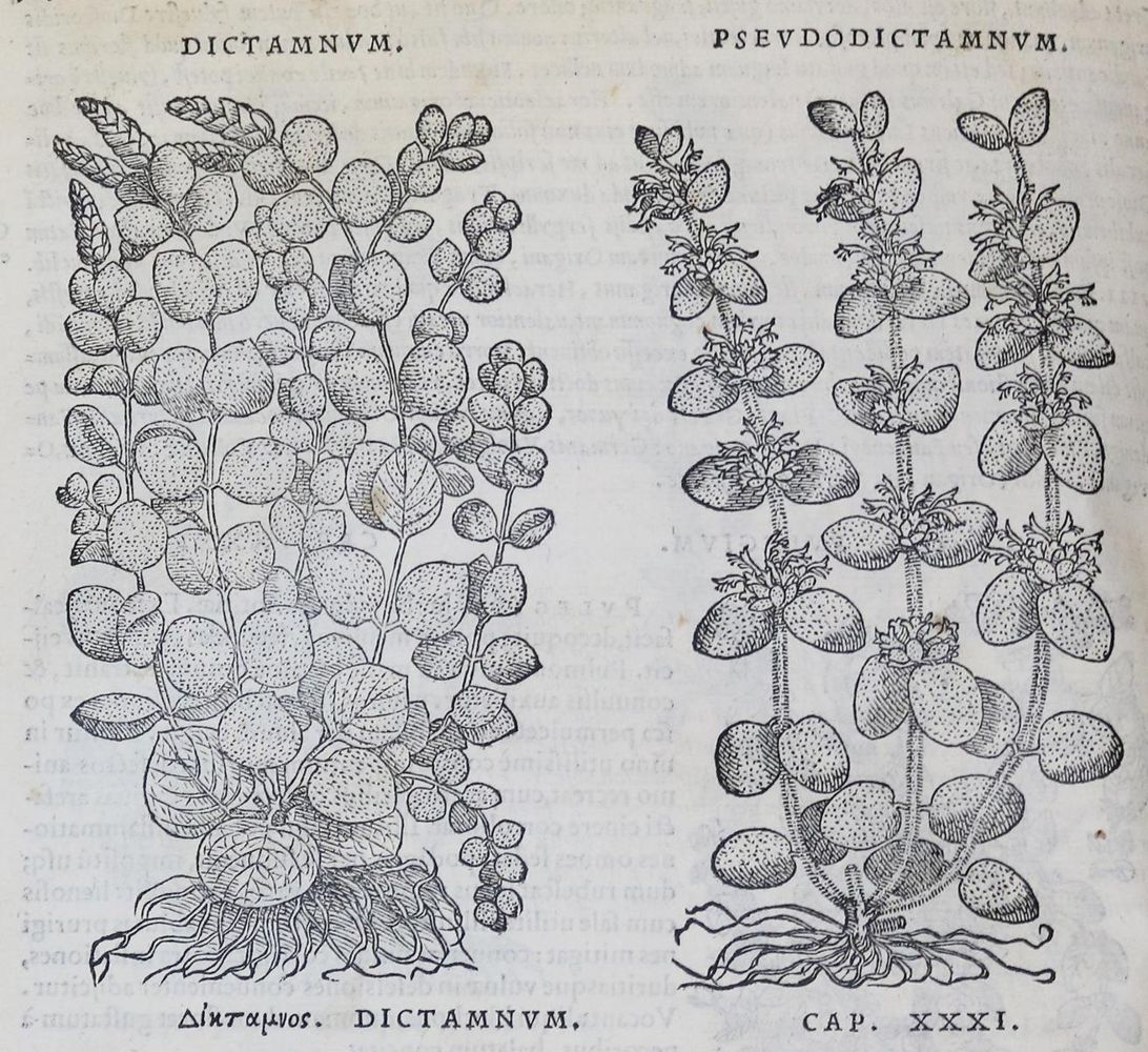 Große Abbildung Nr.1: 134-1384 Mattioli,P.A.: (Botanik)