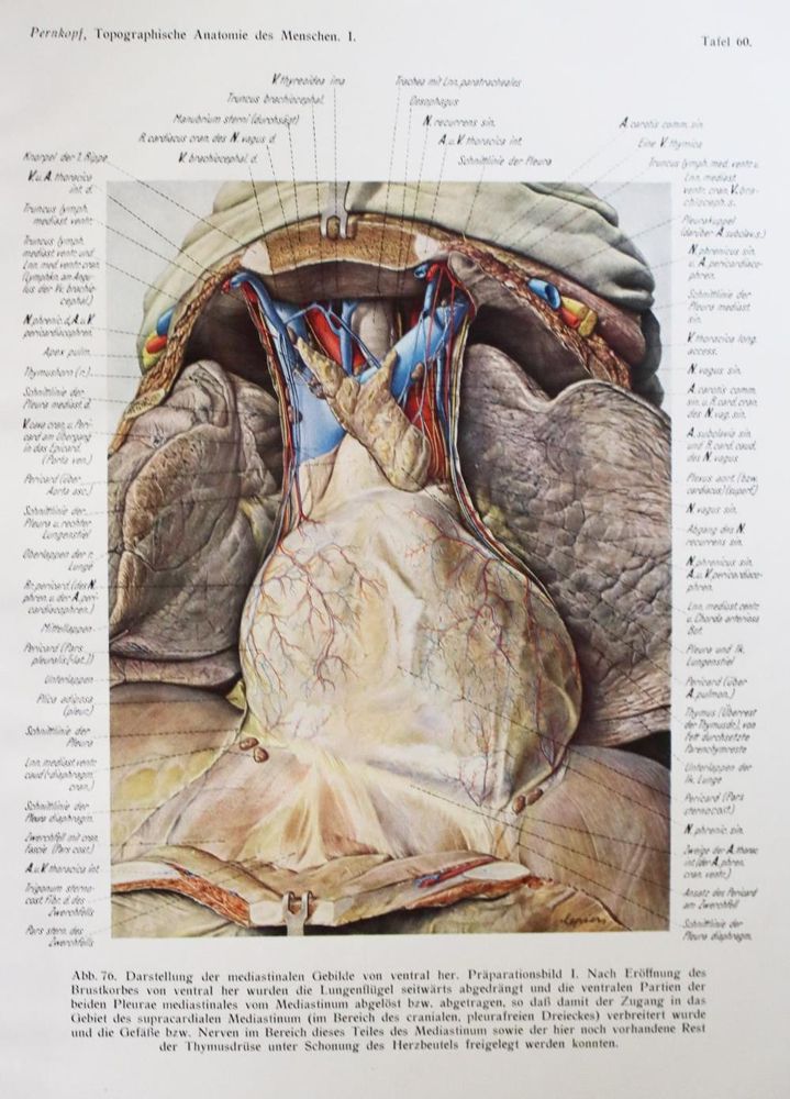 Große Abbildung Nr.1: 134-1396 Pernkopf,E.: (Medizin, Anatomie)