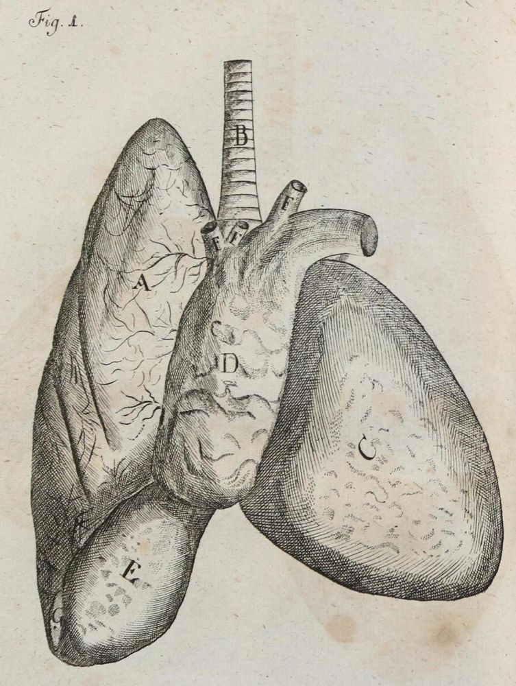 Große Abbildung Nr.1: 134-1419 Henckel,J.F.: (Medizin)