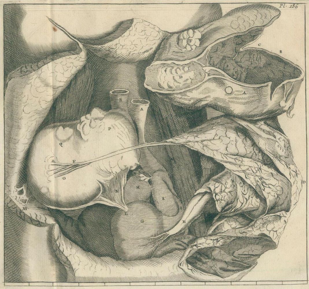 Große Abbildung Nr.2: 134-1443 Planque,F.: (Medizin)
