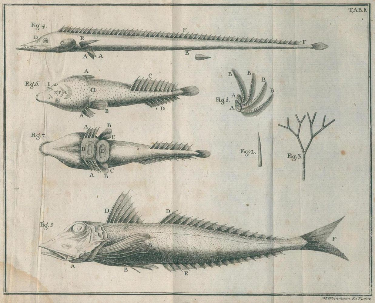 Große Abbildung Nr.1: 134-1464 Gouan,A.: (Zoologie, Fische)