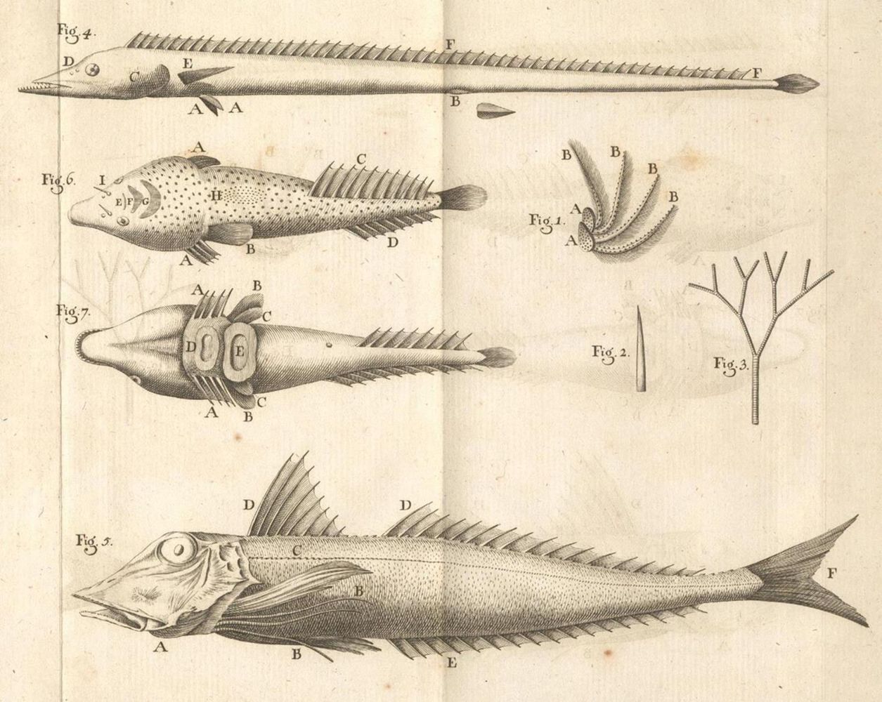 Große Abbildung Nr.1: 134-1465 Gouan,A.: (Zoologie, Fische)