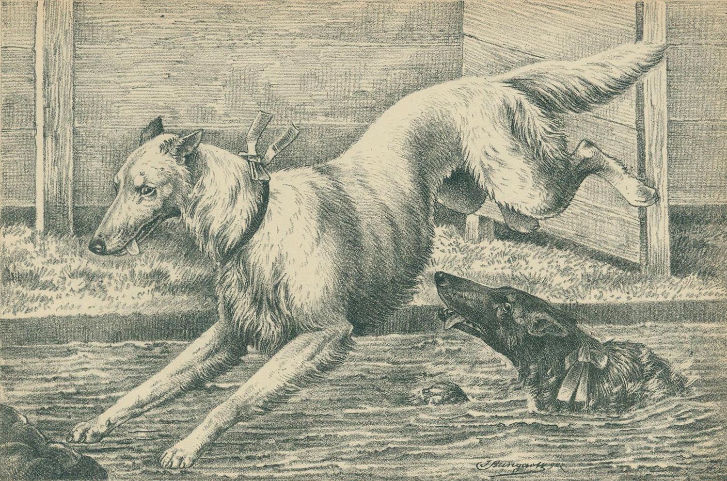 Große Abbildung Nr.2: 134-1468 Bungartz,J.: (Zoologie, Hunde)