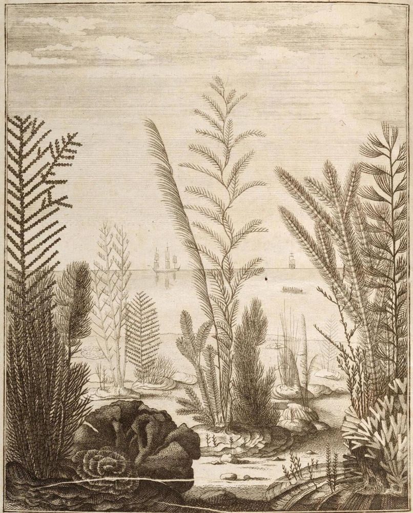 Große Abbildung Nr.1: 134-1476 Ellis,J.: (Zoologie, Korallen)