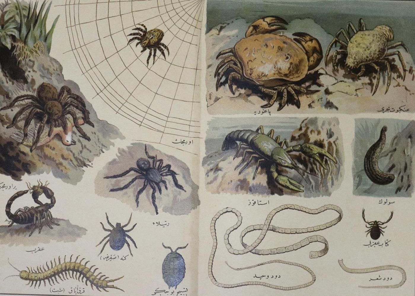 Große Abbildung Nr.1: 134-1478 Leutemann,G.: (Zoologie)