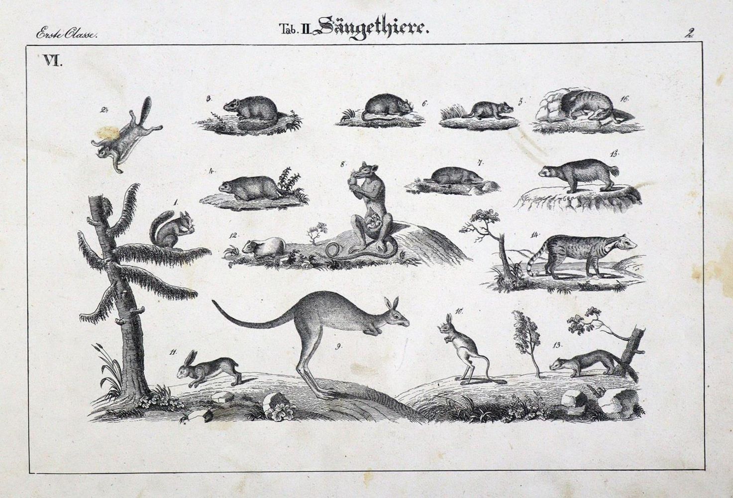 Große Abbildung Nr.1: 134-1479 Naturhistorische Bildersammlung: (Zoologie)