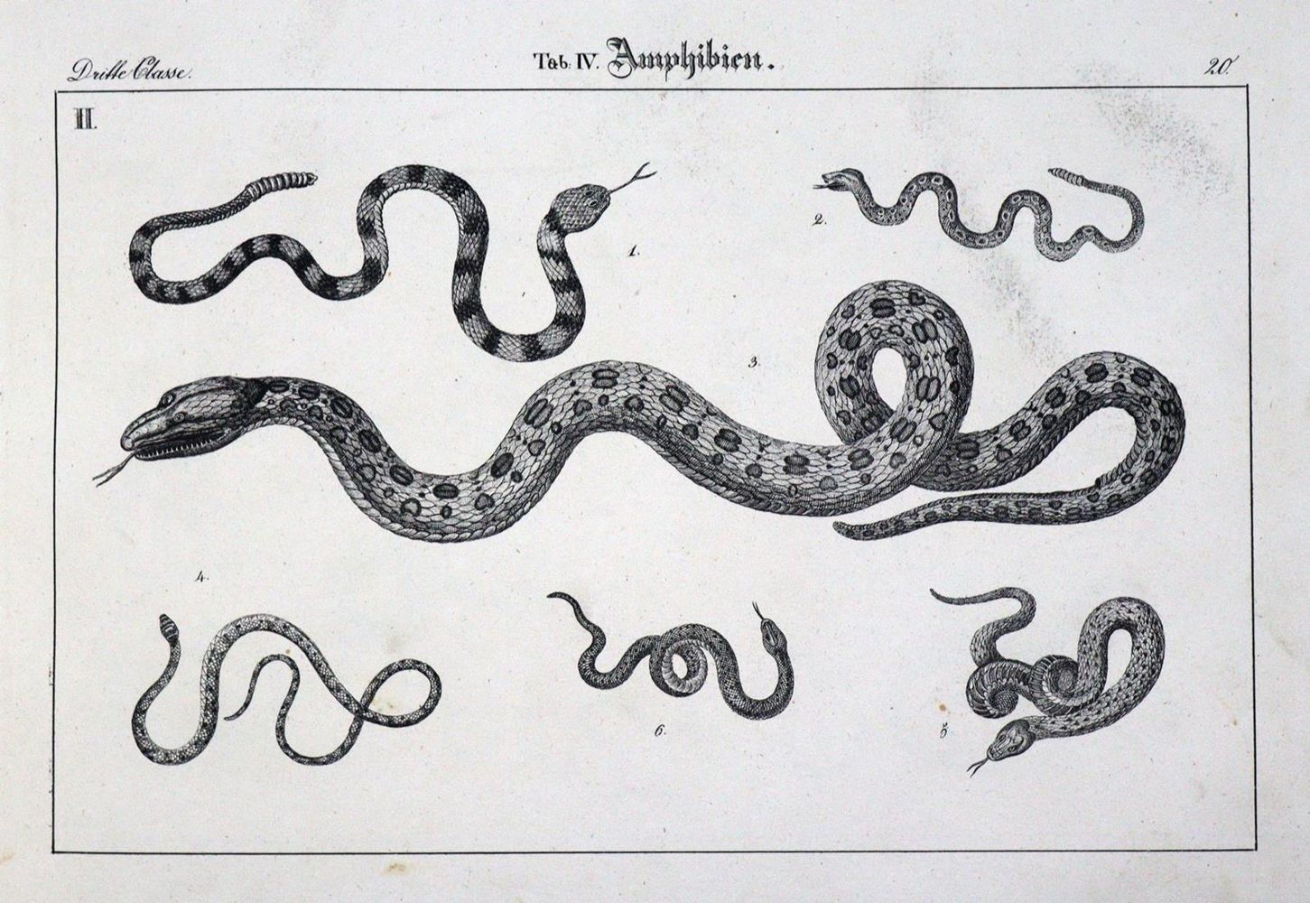 Große Abbildung Nr.2: 134-1479 Naturhistorische Bildersammlung: (Zoologie)