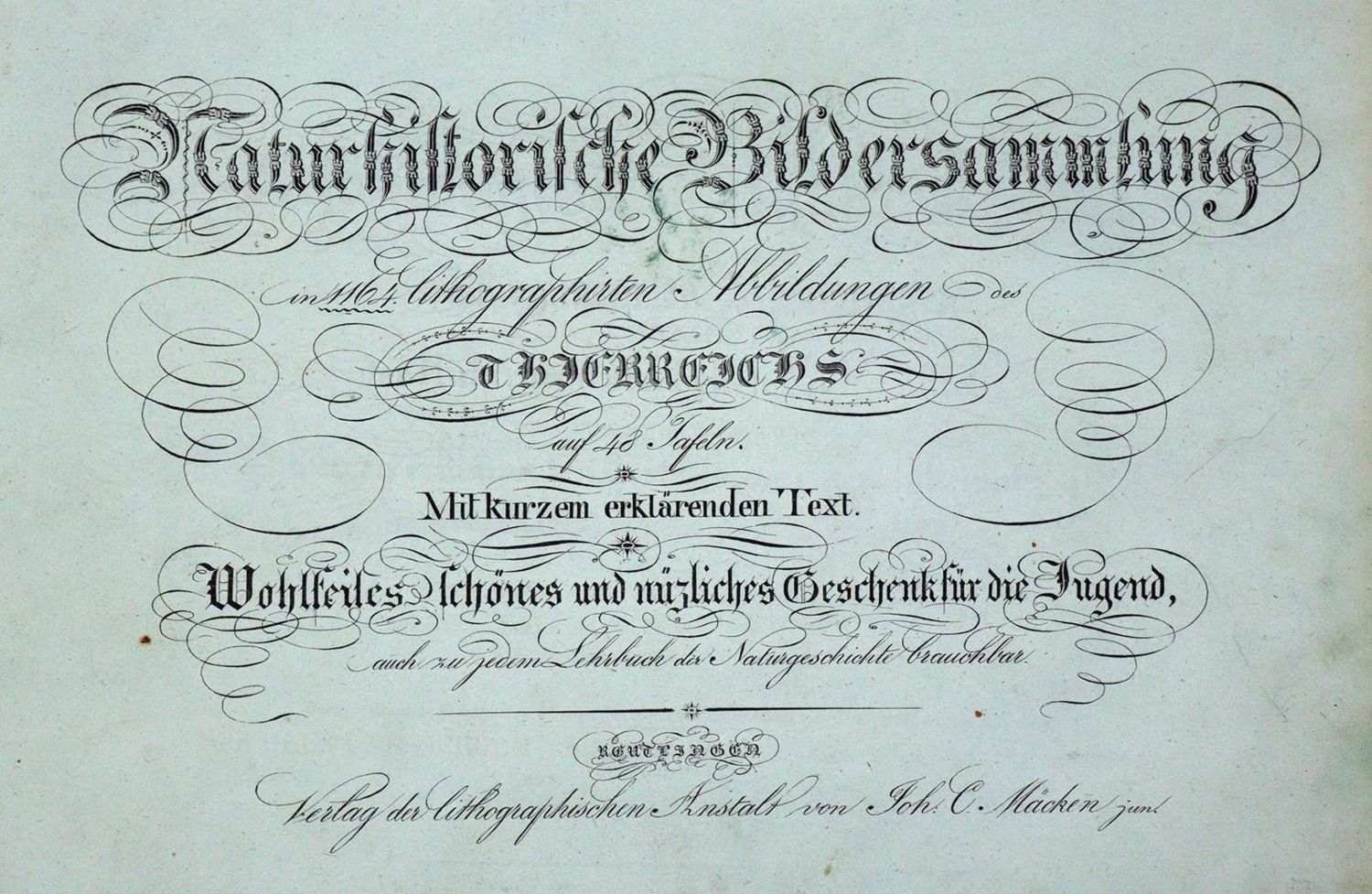 Große Abbildung Nr.3: 134-1479 Naturhistorische Bildersammlung: (Zoologie)