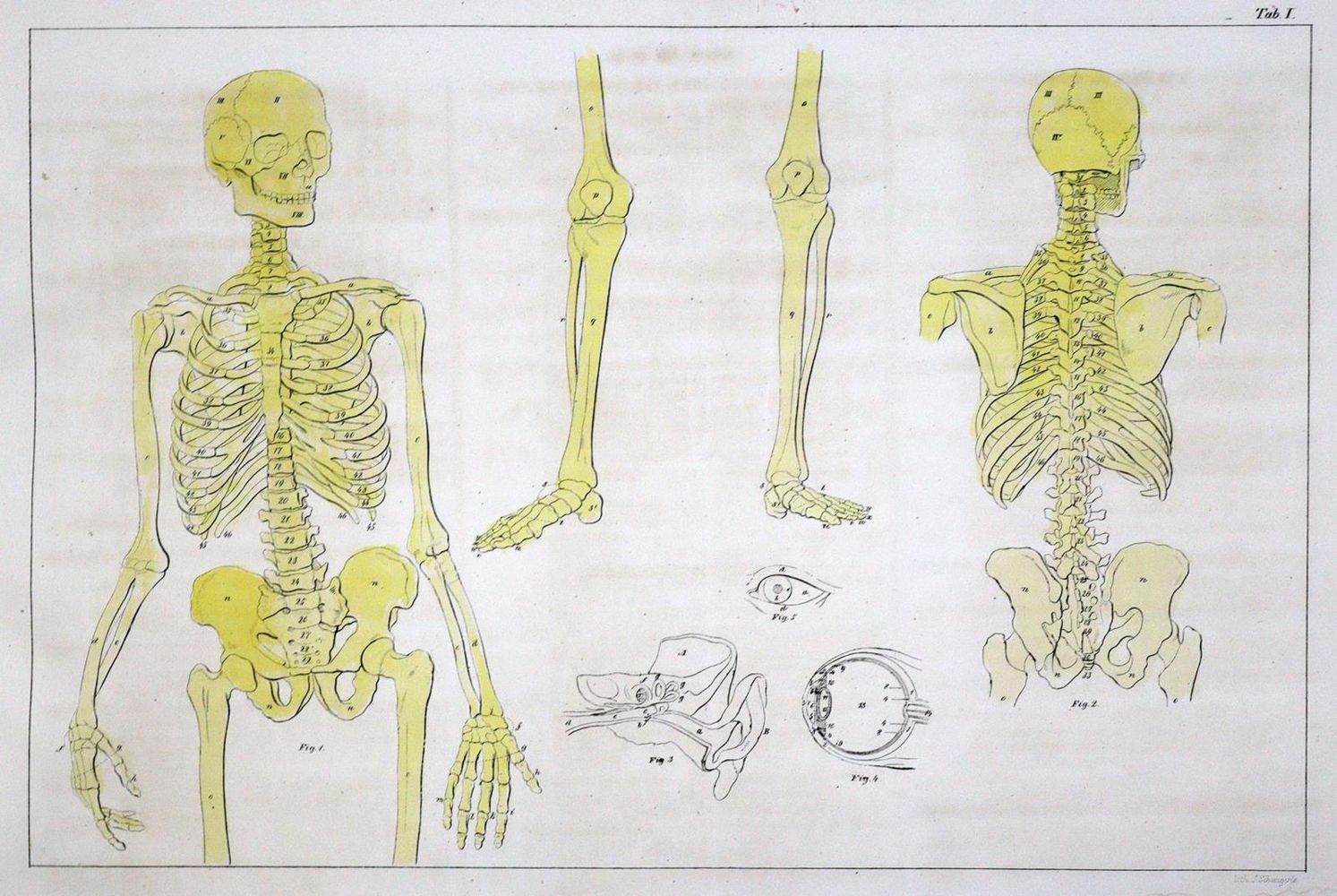 Große Abbildung Nr.4: 134-1479 Naturhistorische Bildersammlung: (Zoologie)