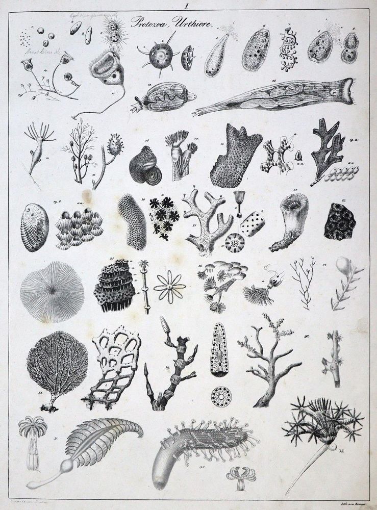 Große Abbildung Nr.7: 134-1479 Naturhistorische Bildersammlung: (Zoologie)