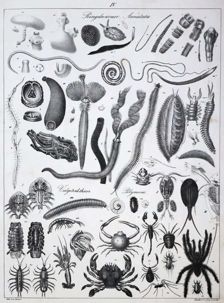 Große Abbildung Nr.8: 134-1479 Naturhistorische Bildersammlung: (Zoologie)
