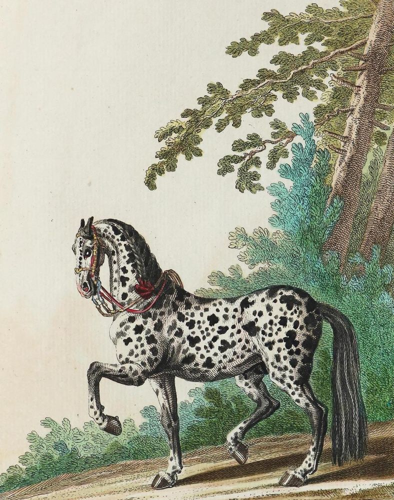 Große Abbildung Nr.1: 134-1480 Ridinger,J.E.: (Zoologie, Pferde)