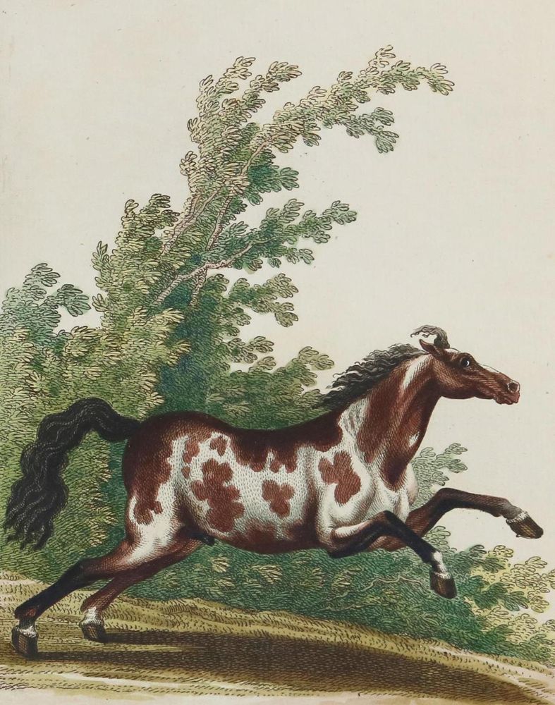 Große Abbildung Nr.14: 134-1480 Ridinger,J.E.: (Zoologie, Pferde)