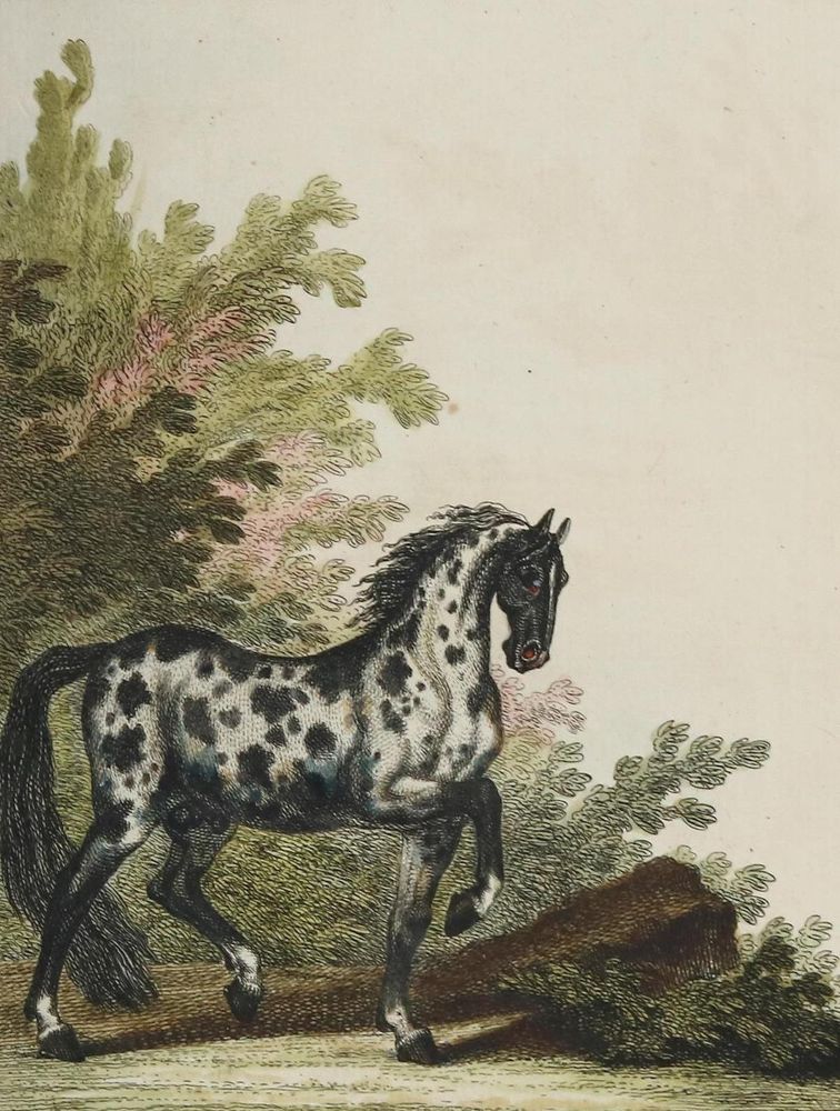 Große Abbildung Nr.7: 134-1480 Ridinger,J.E.: (Zoologie, Pferde)