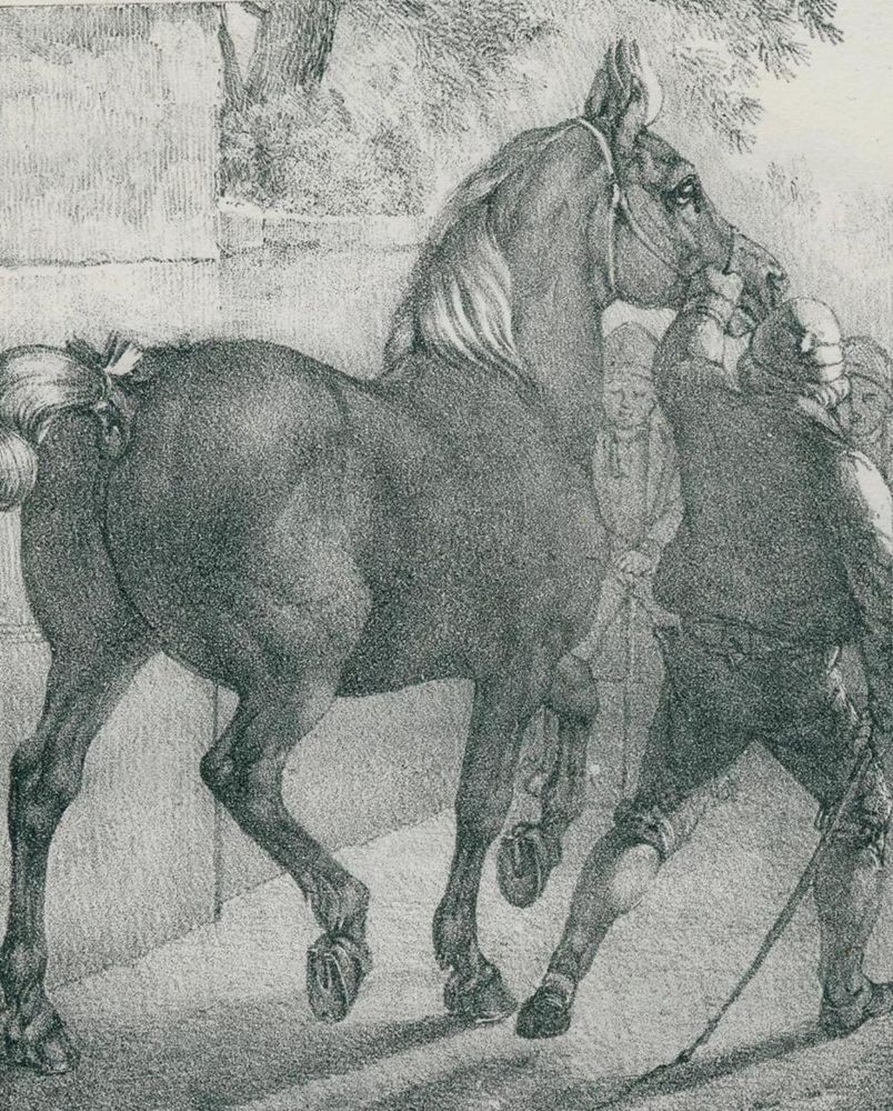 Große Abbildung Nr.3: 134-1481 Volmar, Joseph Simon: (Zoologie, Pferde)